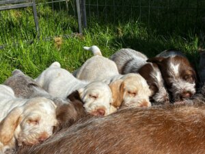 E-Welpen-geboren 18.04.2025