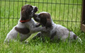 E-Welpen-geboren 18.04.2025
