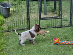 E-Welpen-geboren 18.04.2025