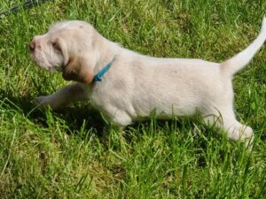 E-Welpen-geboren 18.04.2025