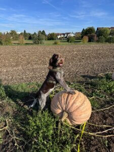 D-Welpen v. Bergheimer Hof