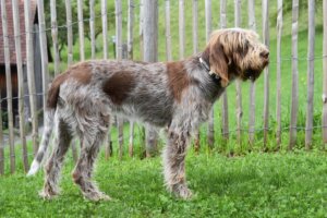 D-Welpen v. Bergheimer Hof