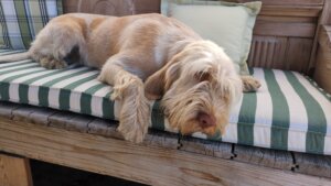 D-Welpen v. Bergheimer Hof