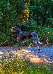 D-Welpen v. Bergheimer Hof