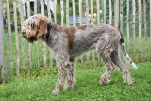 D-Welpen v. Bergheimer Hof