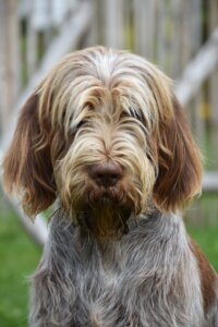 D-Welpen v. Bergheimer Hof