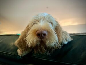 E-Wurf vom Bergheimer Hof