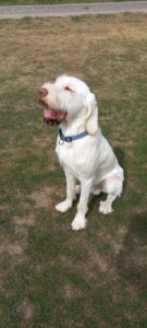 D-Welpen v. Bergheimer Hof