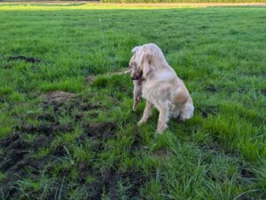 D-Welpen v. Bergheimer Hof