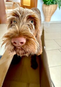 E-Wurf vom Bergheimer Hof