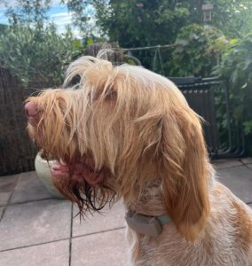 D-Welpen v. Bergheimer Hof