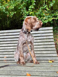 E-Wurf vom Bergheimer Hof