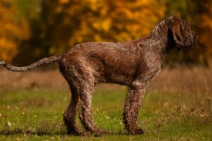 E-Wurf vom Bergheimer Hof