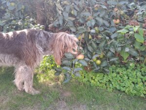 D-Welpen v. Bergheimer Hof