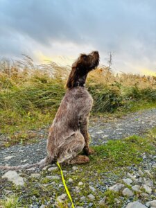 E-Wurf vom Bergheimer Hof