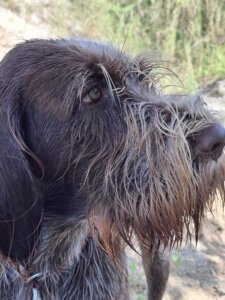 D-Welpen v. Bergheimer Hof