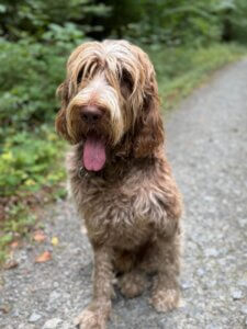 D-Welpen v. Bergheimer Hof