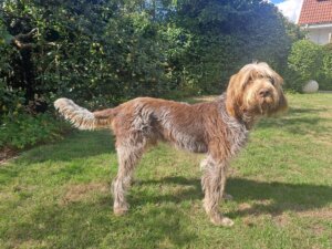 D-Welpen v. Bergheimer Hof