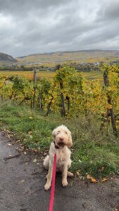 E-Wurf vom Bergheimer Hof