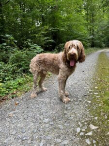 D-Welpen v. Bergheimer Hof