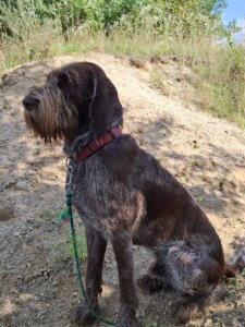 D-Welpen v. Bergheimer Hof