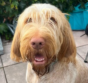 D-Welpen v. Bergheimer Hof