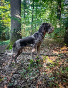 D-Welpen v. Bergheimer Hof