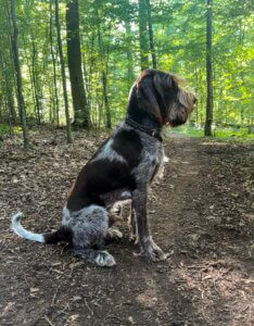 D-Welpen v. Bergheimer Hof