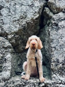 E-Wurf vom Bergheimer Hof