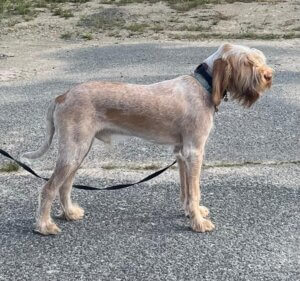 D-Welpen v. Bergheimer Hof